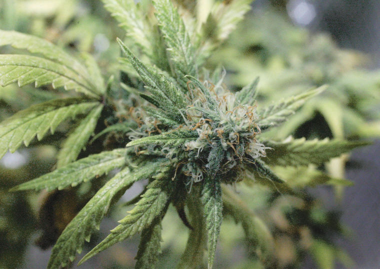 Marijauna Plant